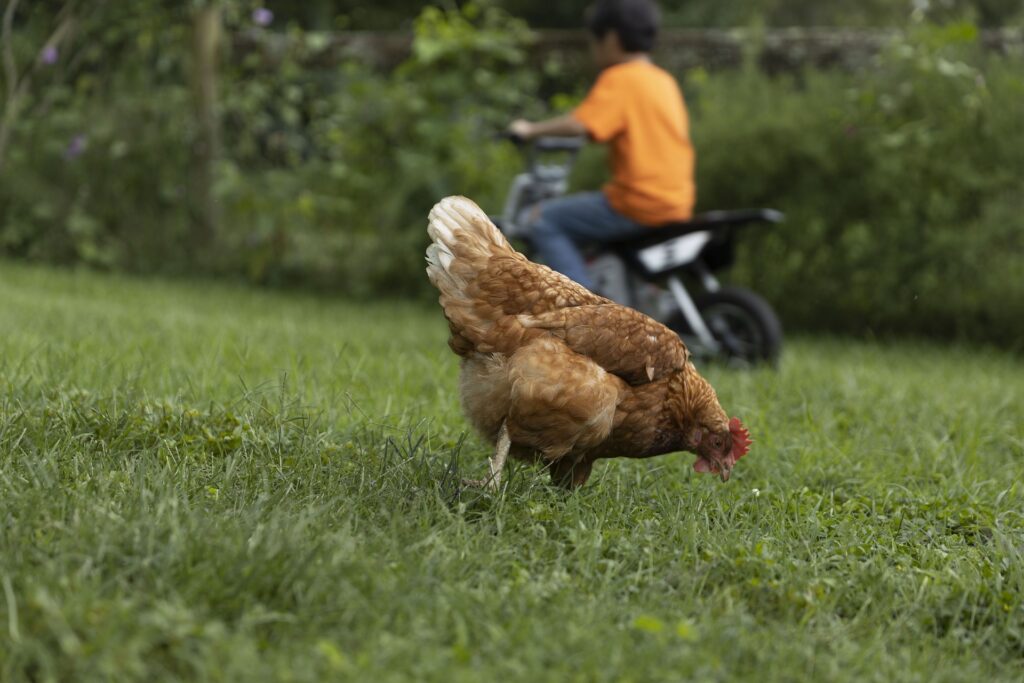 how to raise chickens for eggs