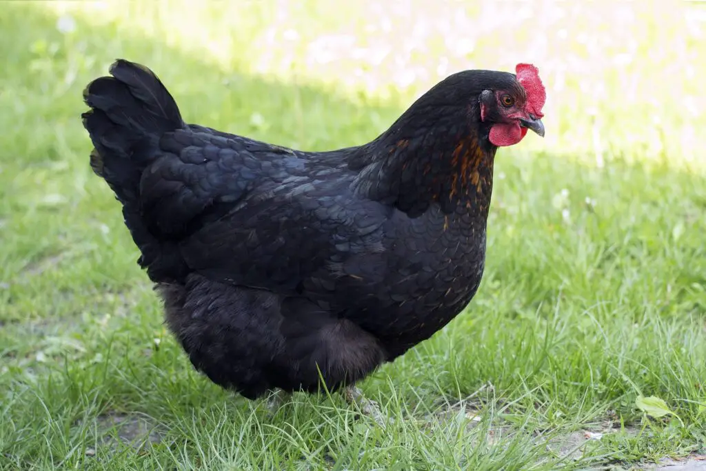 australorp chicken