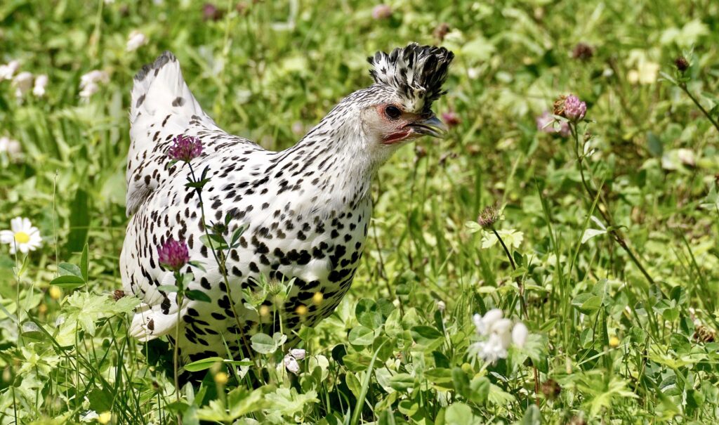 speckled chickens