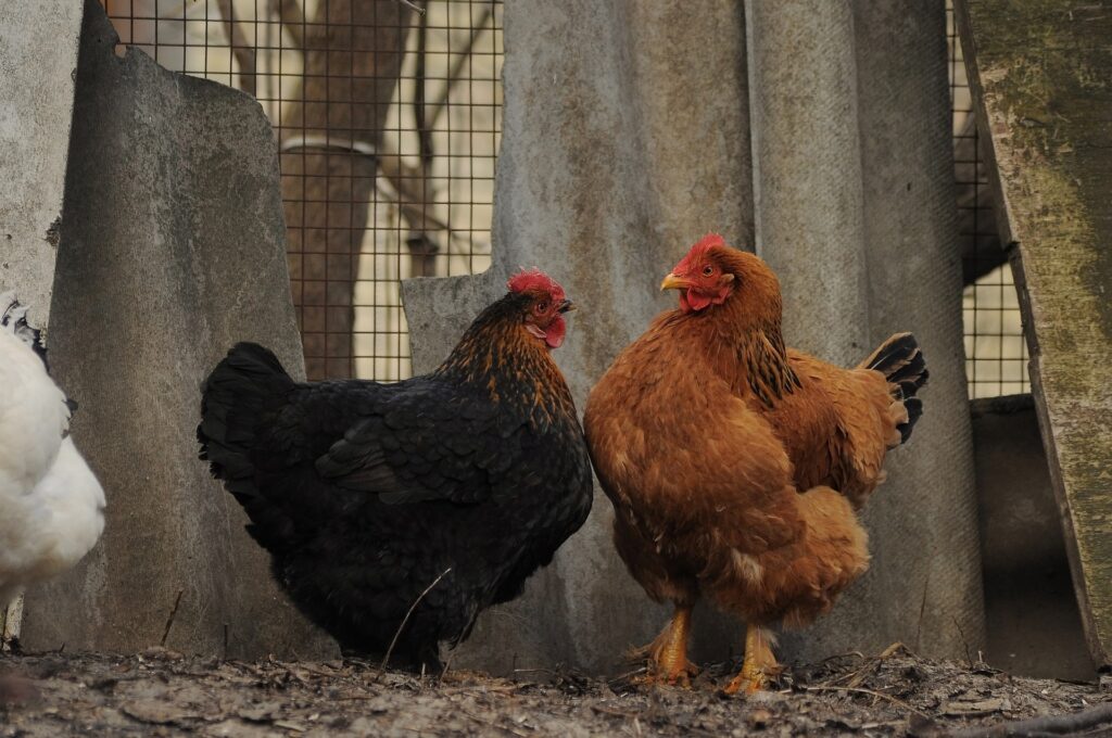 fenced chicken run