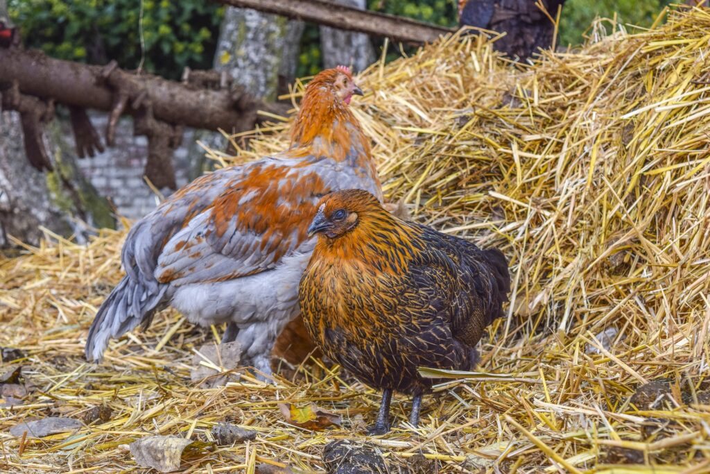 chicken coop floor