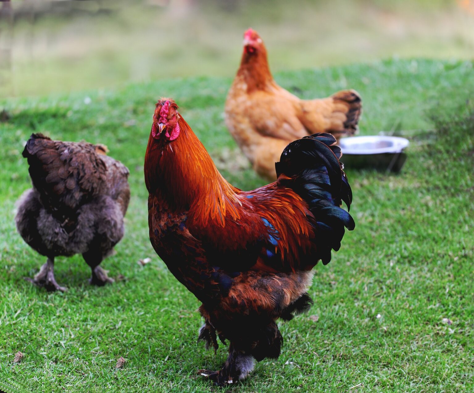 breeding-chickens-a-comprehensive-guide-to-successful-chicken