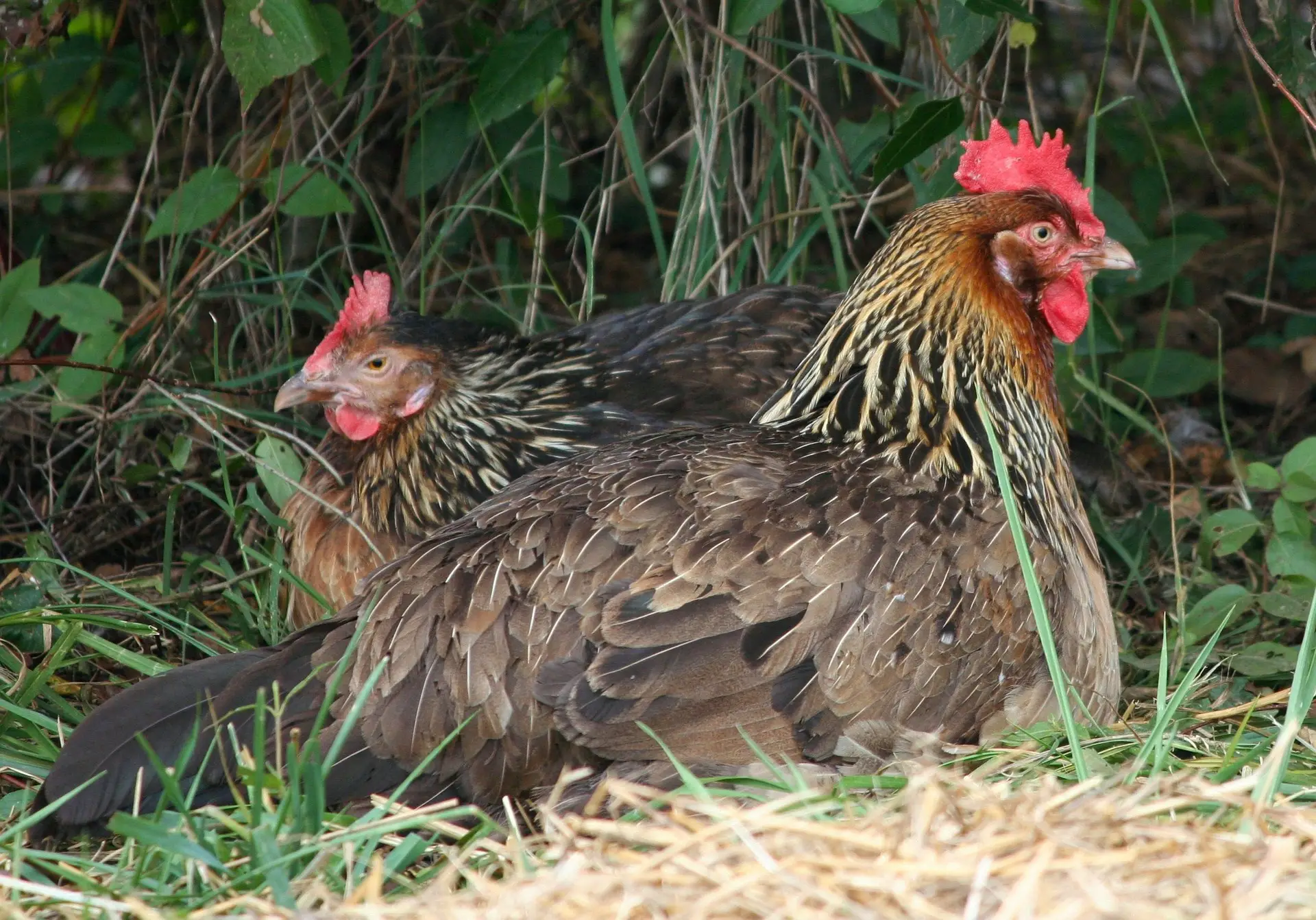 nesting chickens