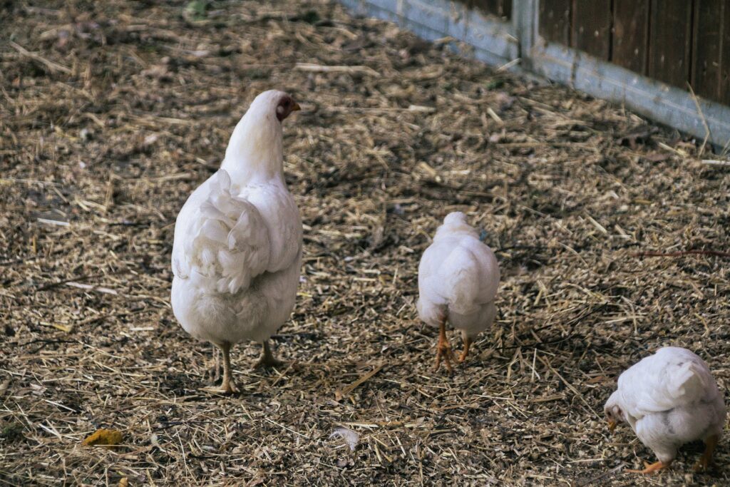 salmonella symptoms in chickens