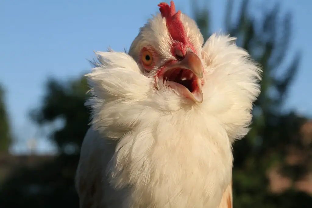 why do chickens sneeze