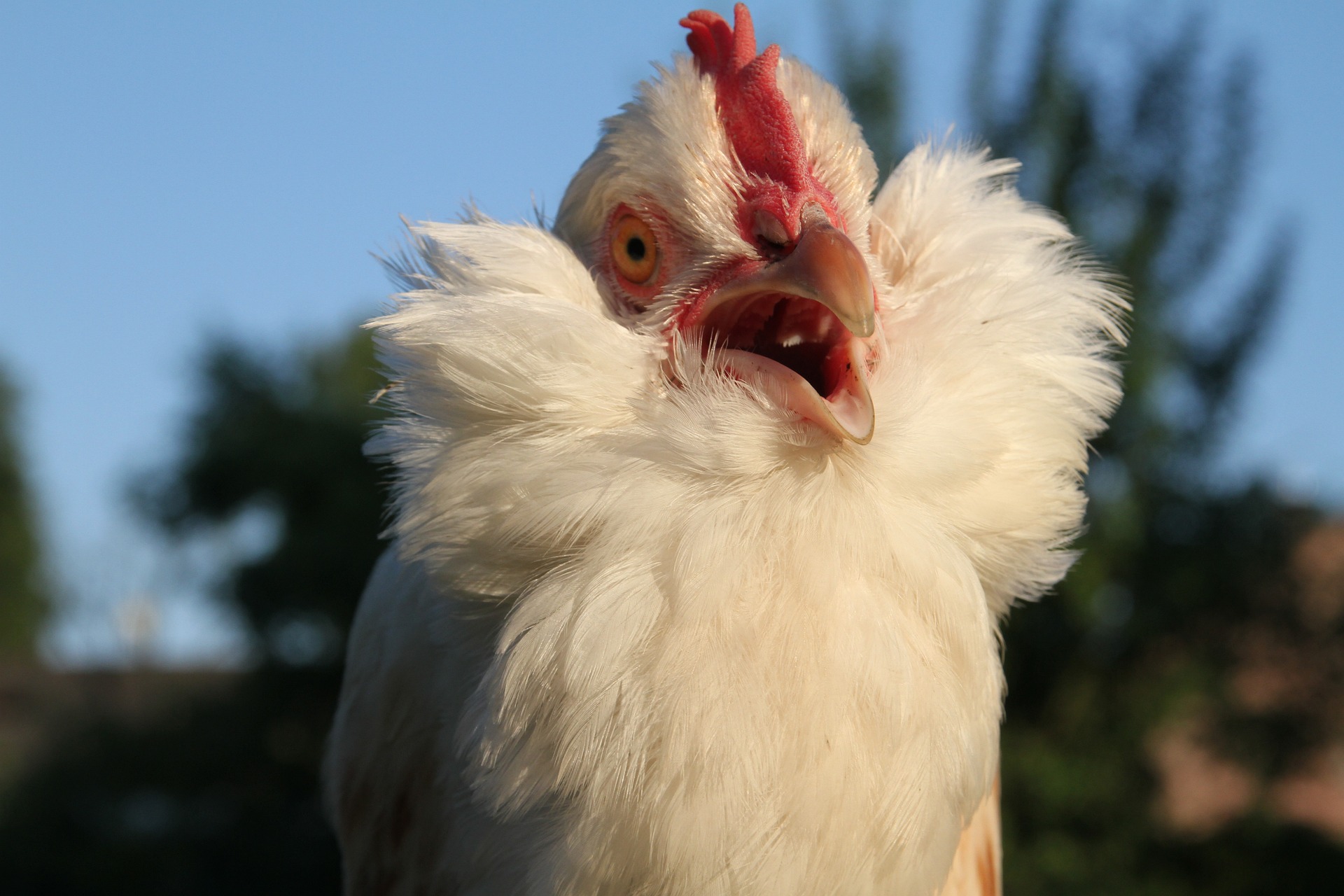 Why Do Chickens Sneeze? Understanding Causes and Solutions