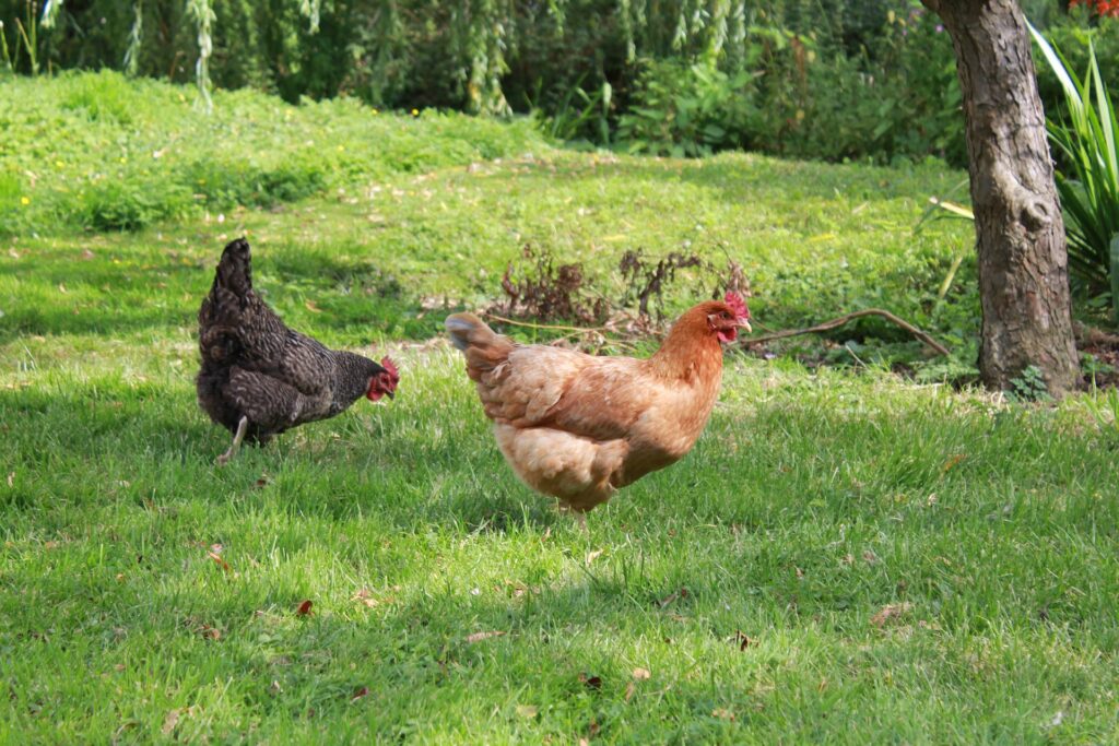 Black Oil Sunflower Seeds for Chicken