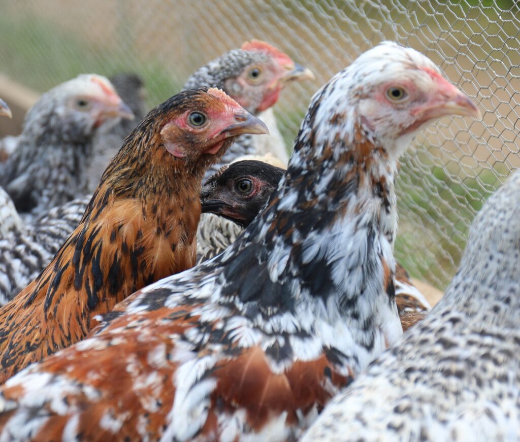 The Essential Role of Vitamin A for Chickens