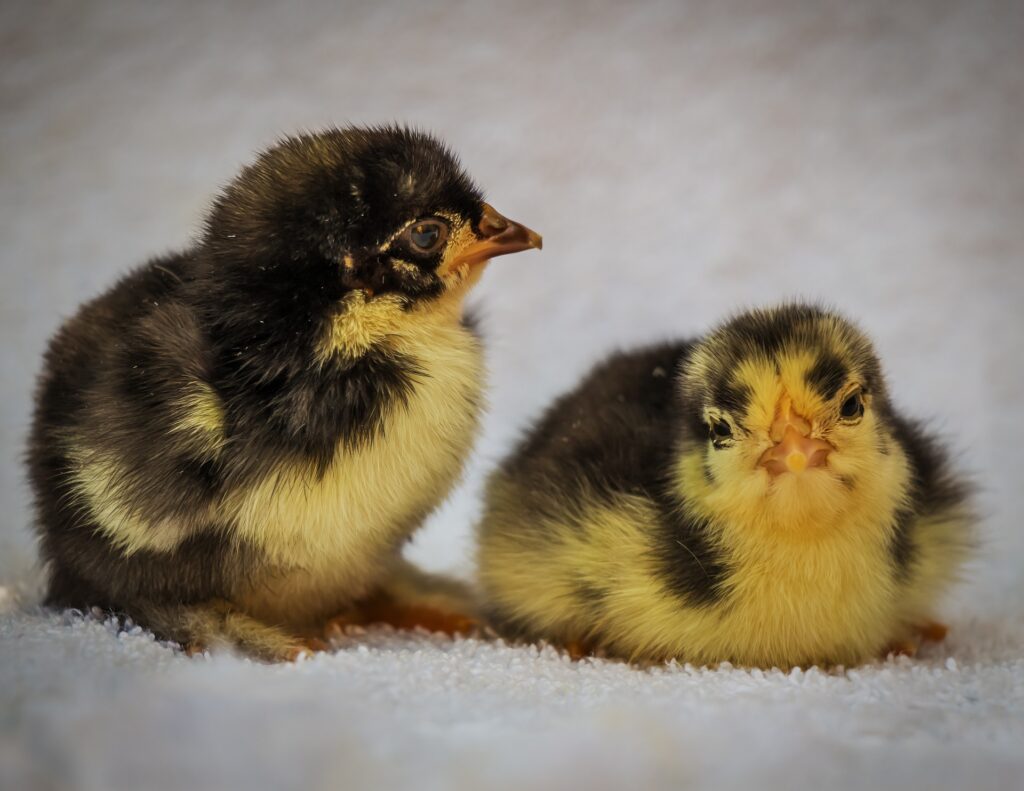 silkie chicken chicks