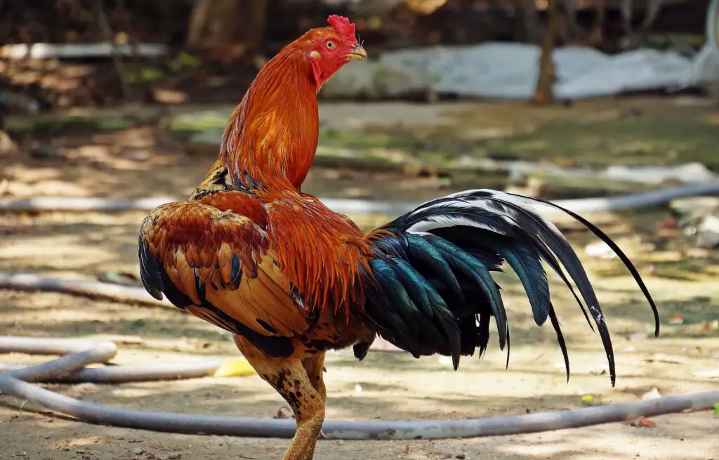 gamefowl rooster