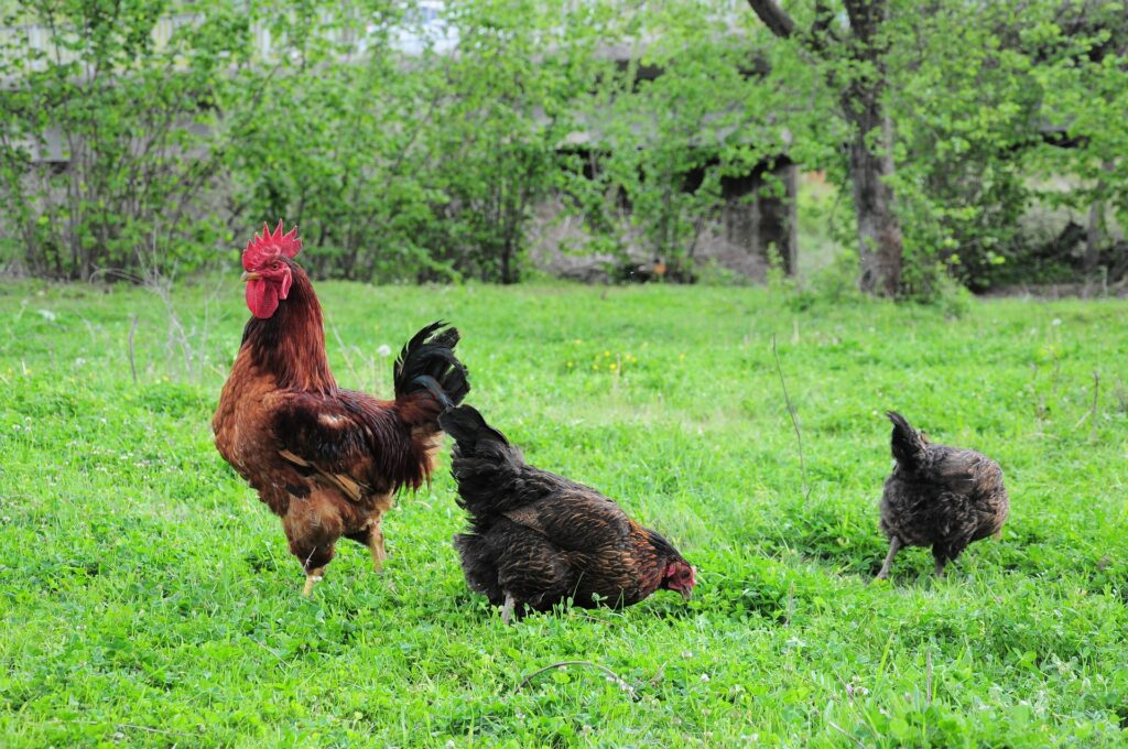 roosters and chickens