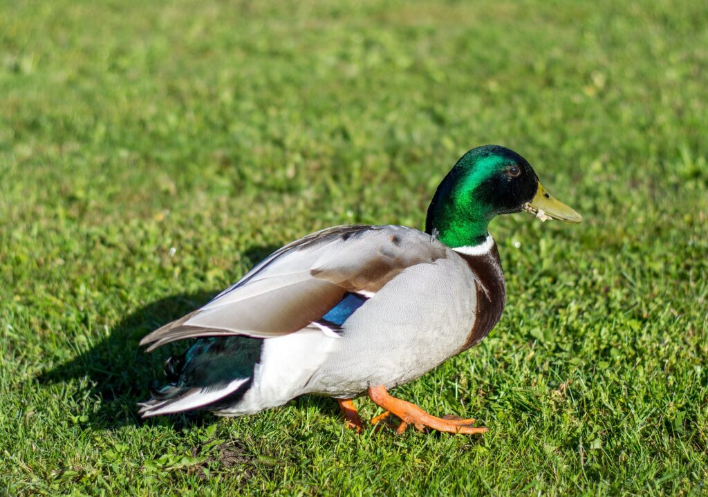 what are ducks feet called