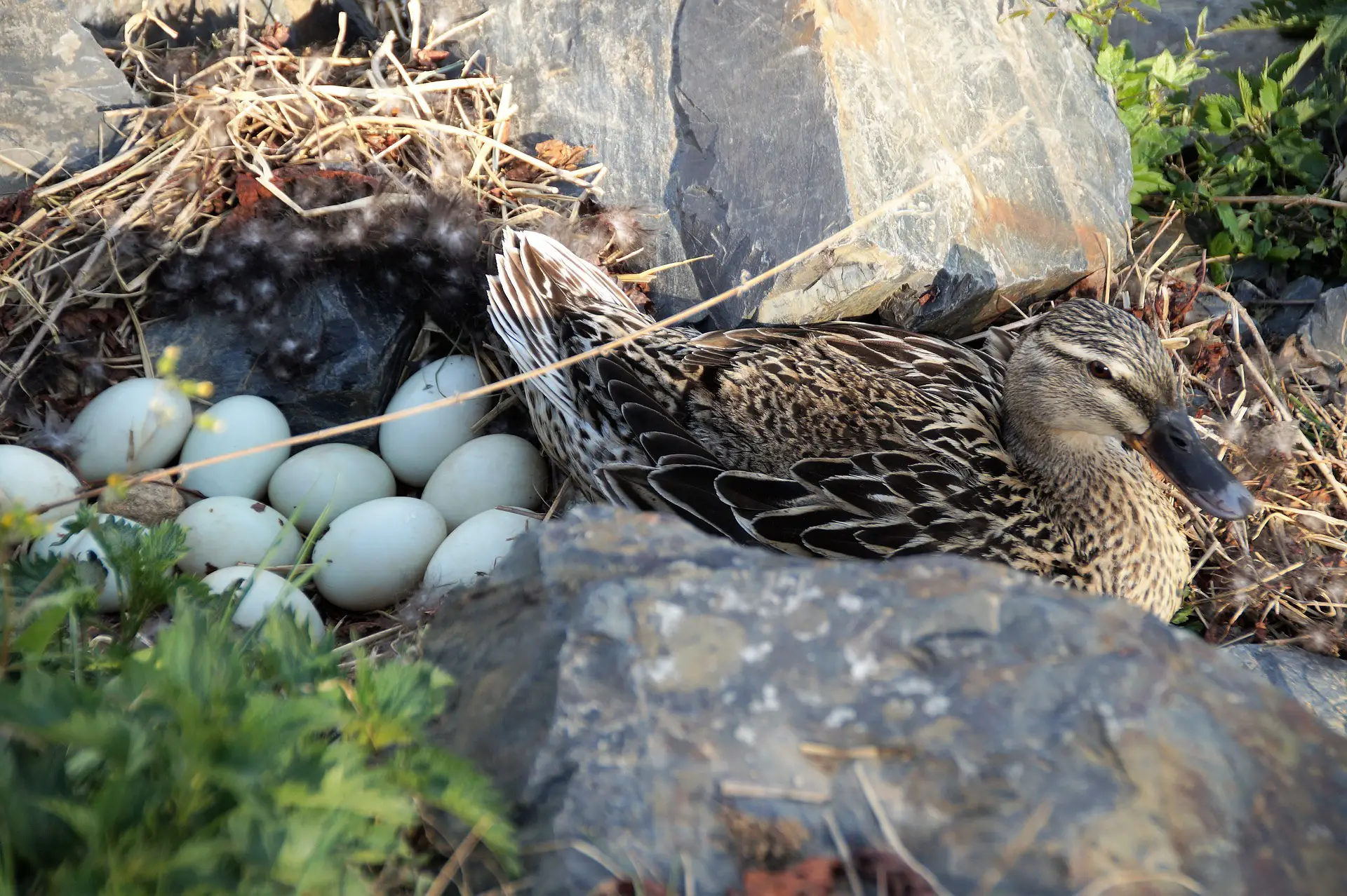 ducks eggs hatching