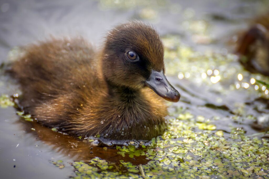 what to feed a baby duck