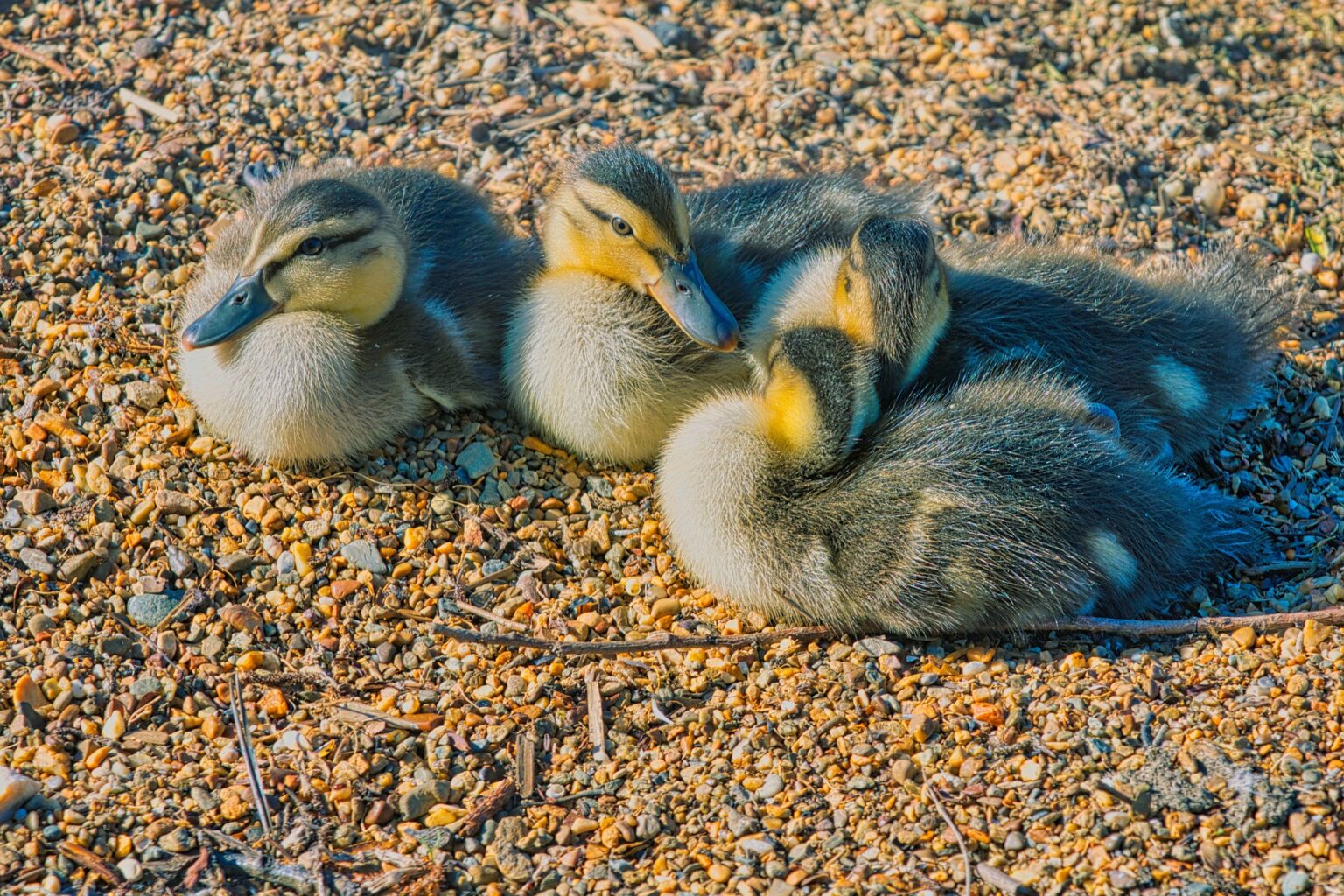 Duck Brooders Creating a Safe and Nurturing Environment