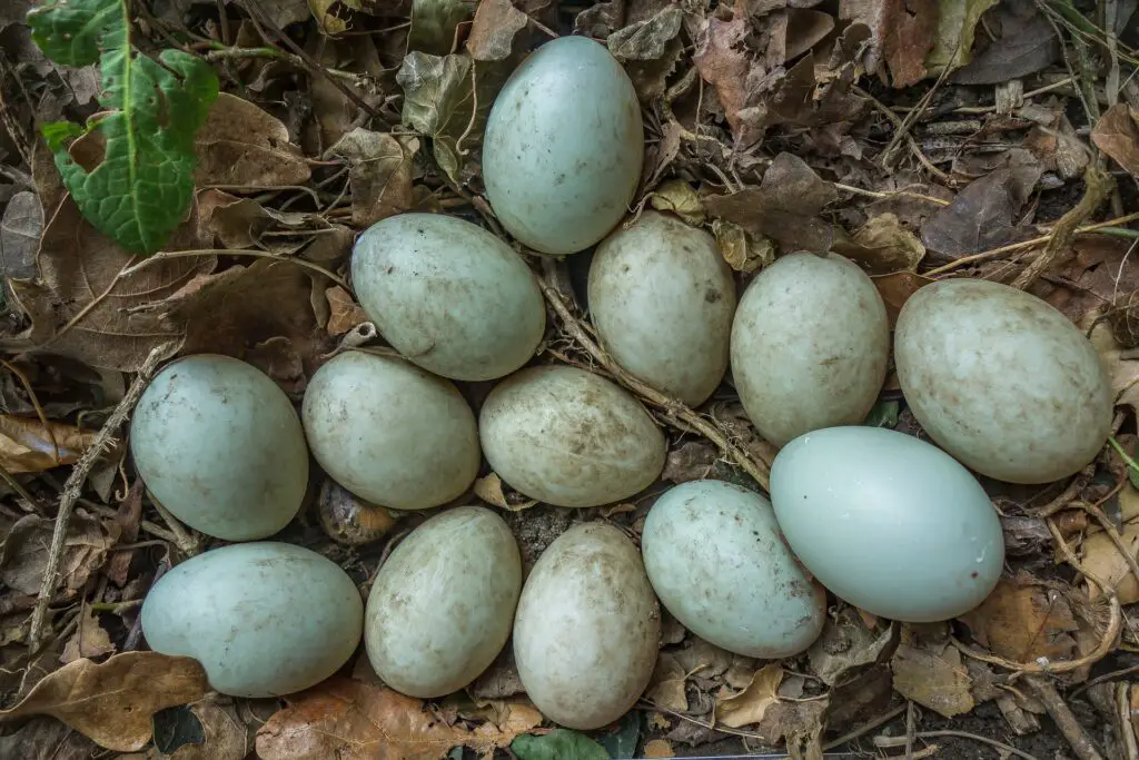 ducks eggs hatching