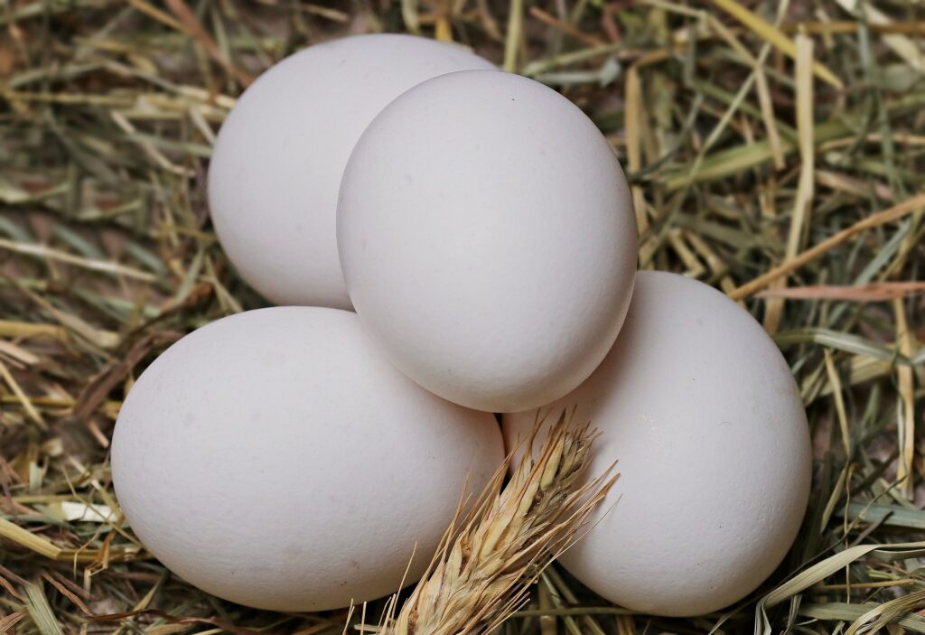 how to fertilize chicken eggs