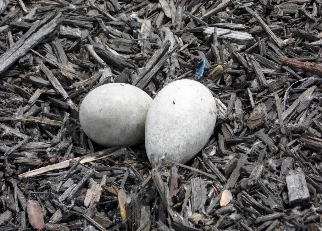 hatching goose eggs