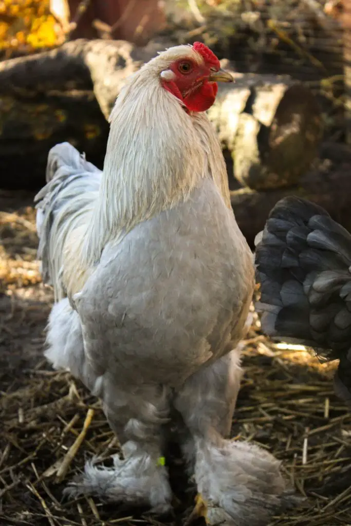 brahma roosters