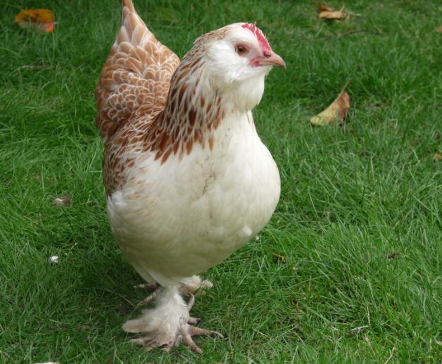 faverolle chickens