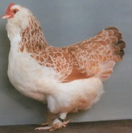 faverolle chickens