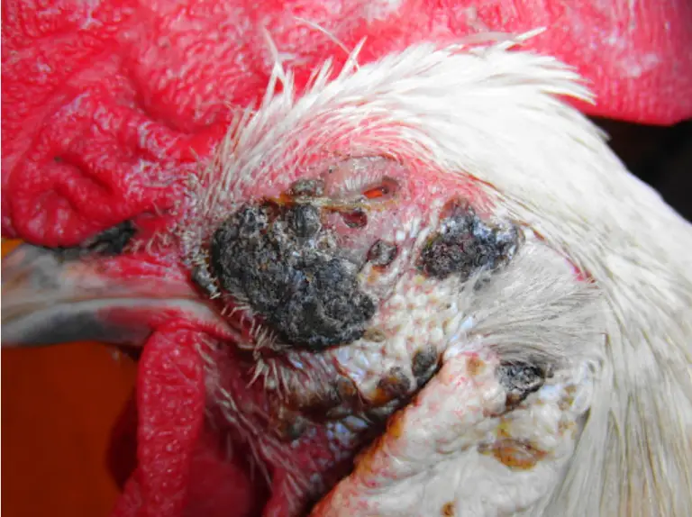 fowl pox in chickens