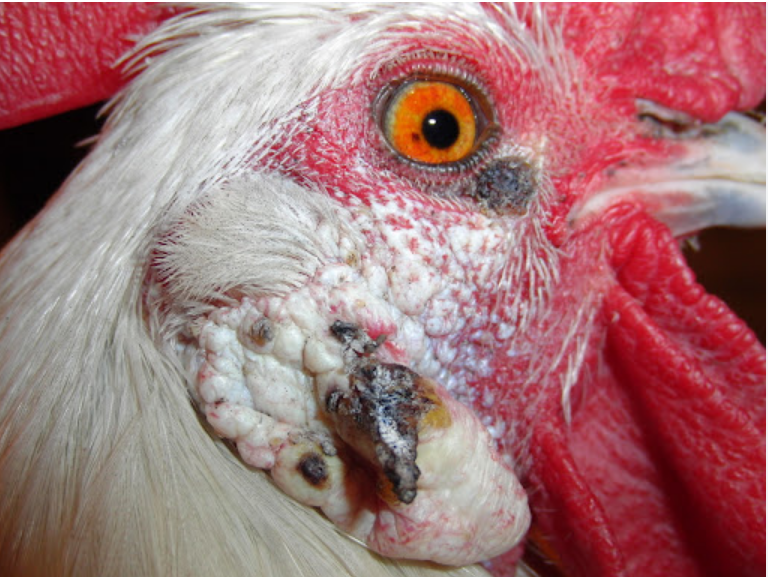 fowl pox in chickens