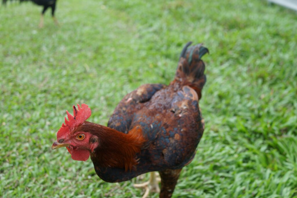 Chickens Moulting