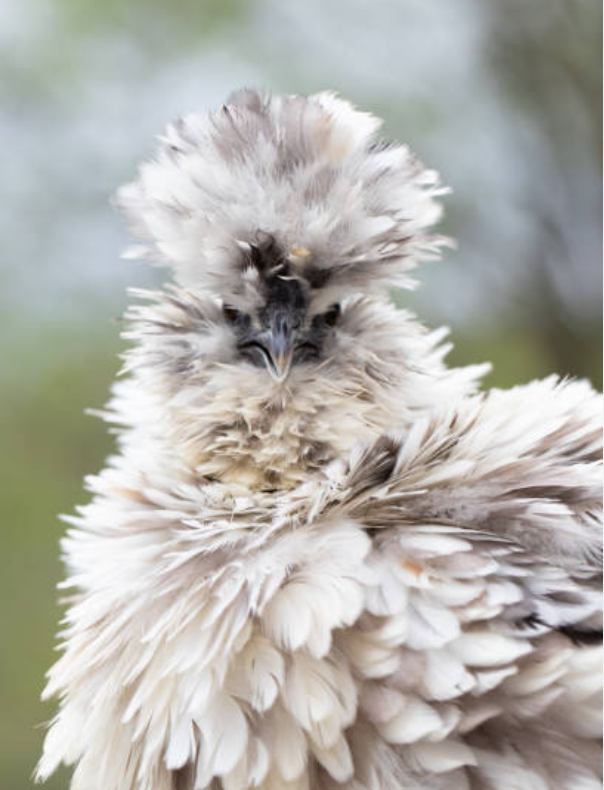 frizzle silkie chicken