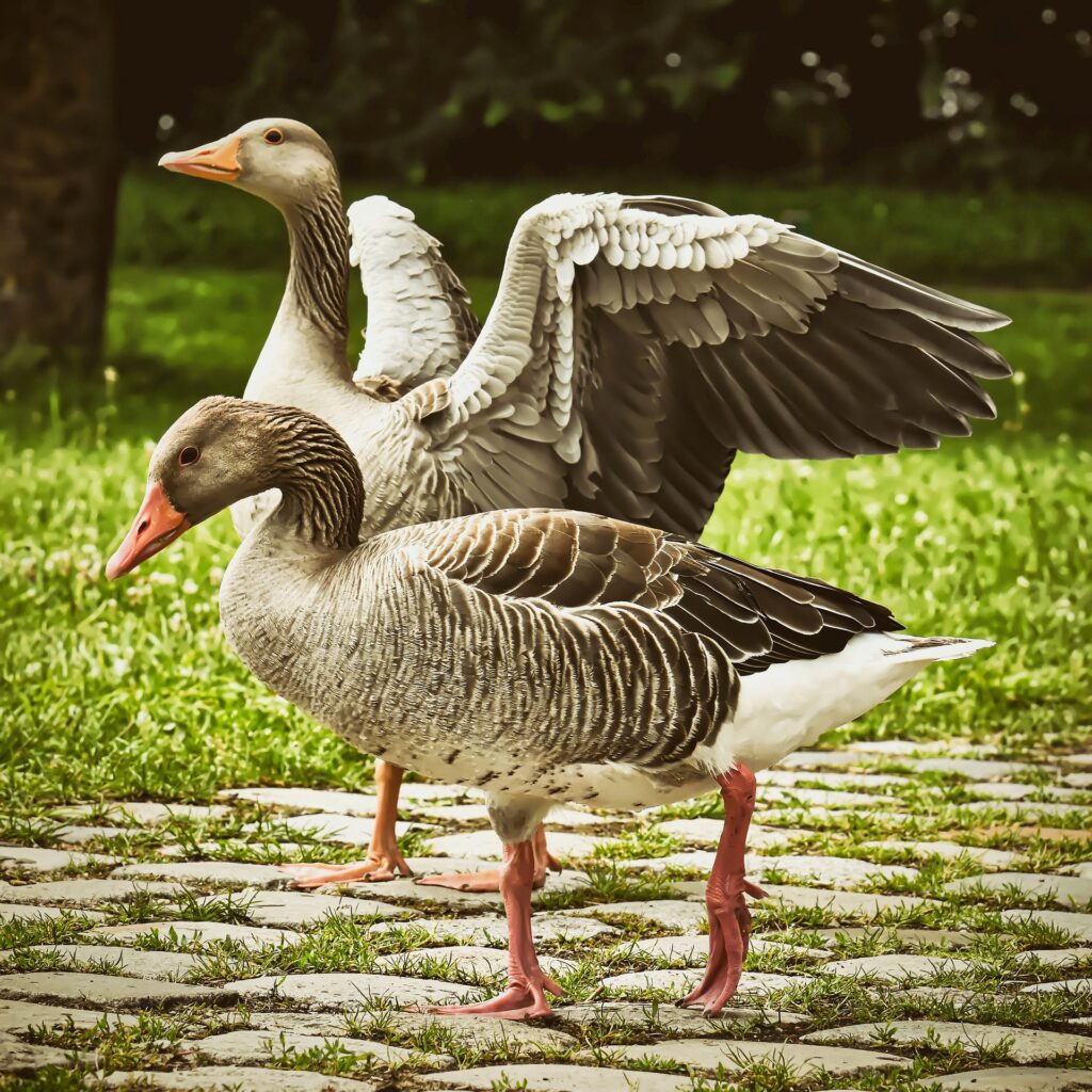 goose farming