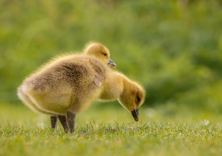 Hatching Goose Eggs: A Comprehensive Guide to Incubation