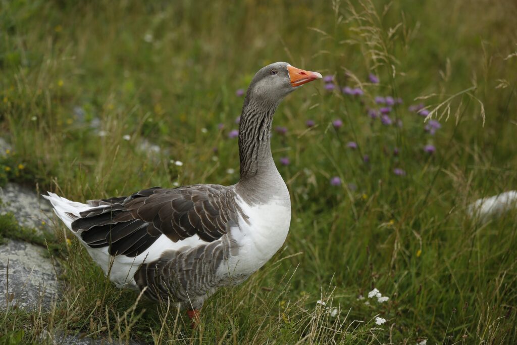 pilgrim goose