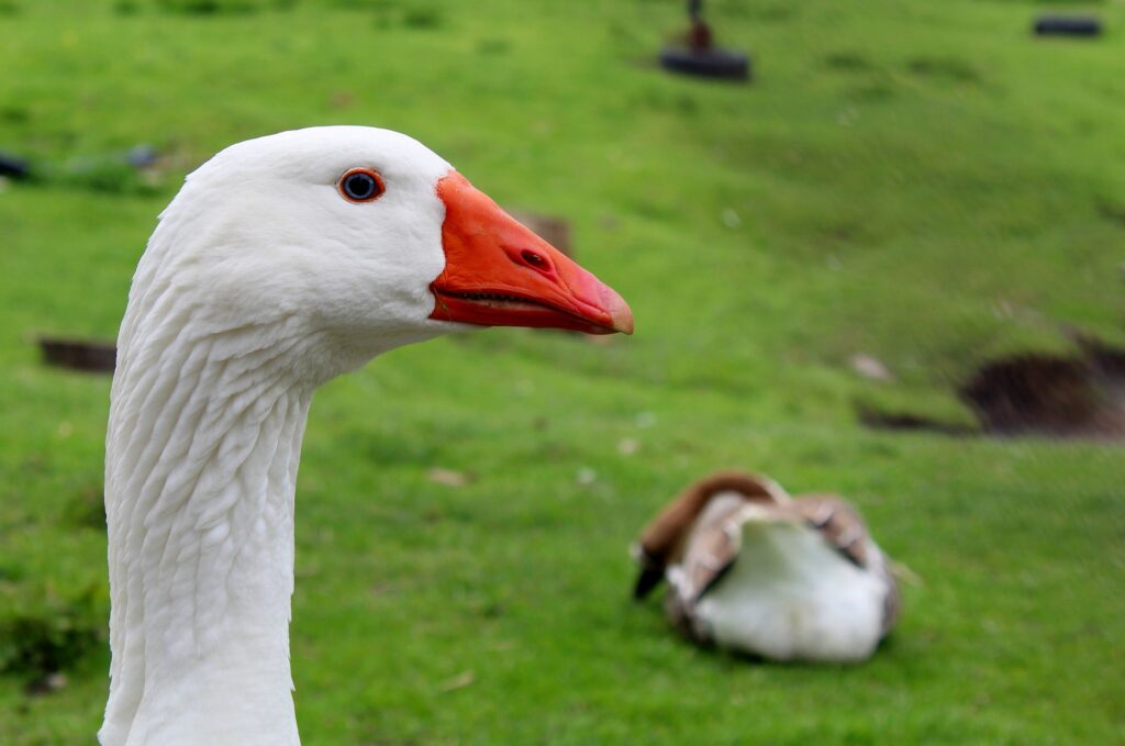 pet geese