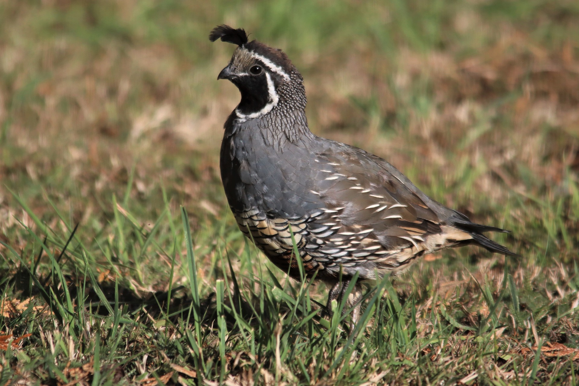 what do quail eat