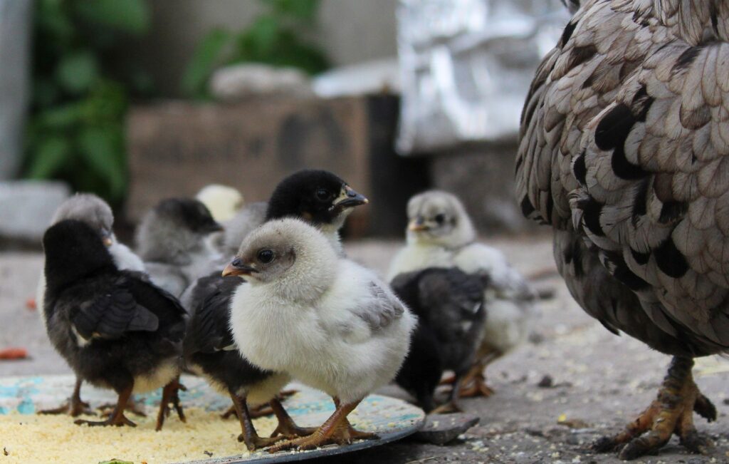 Chick Feeder Tray