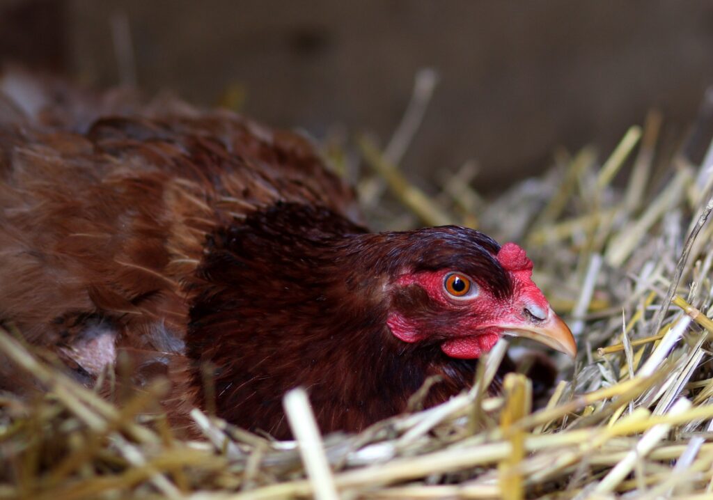 how many chickens per nesting box