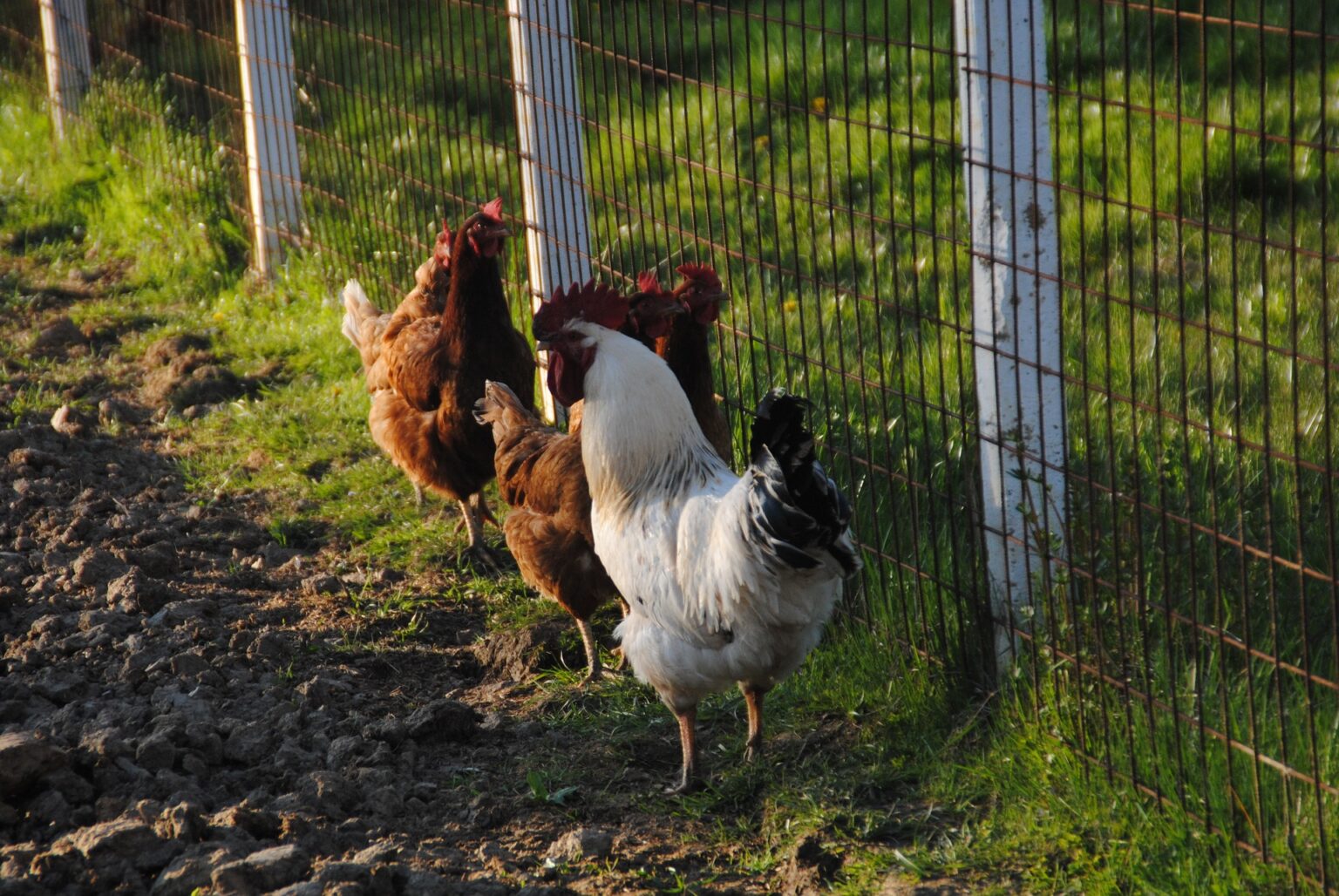 Chicken Sand Bedding A Comfortable and Hygienic Choice