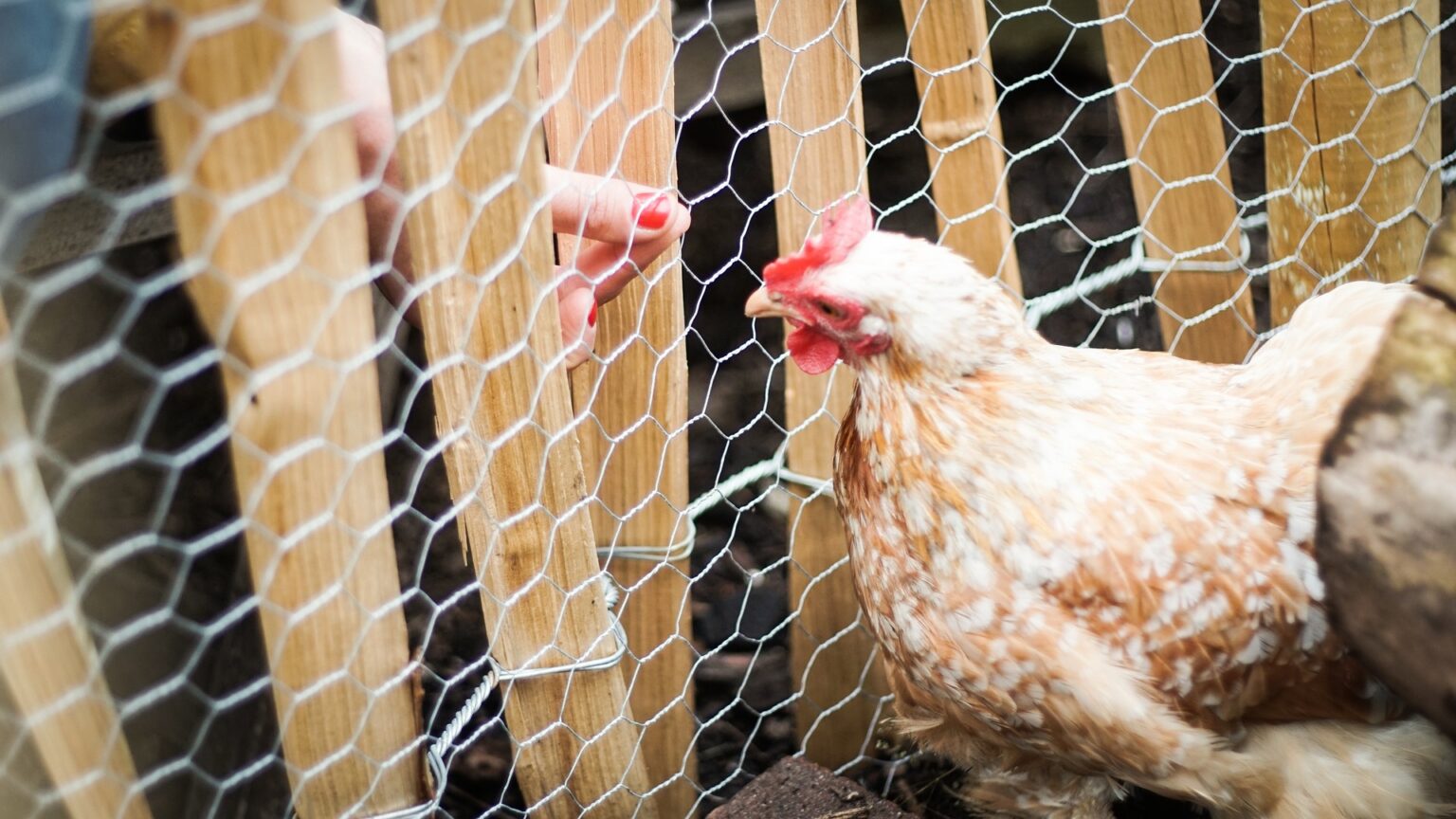 Fence for Chickens Important Factors to Consider and Popular Fencing