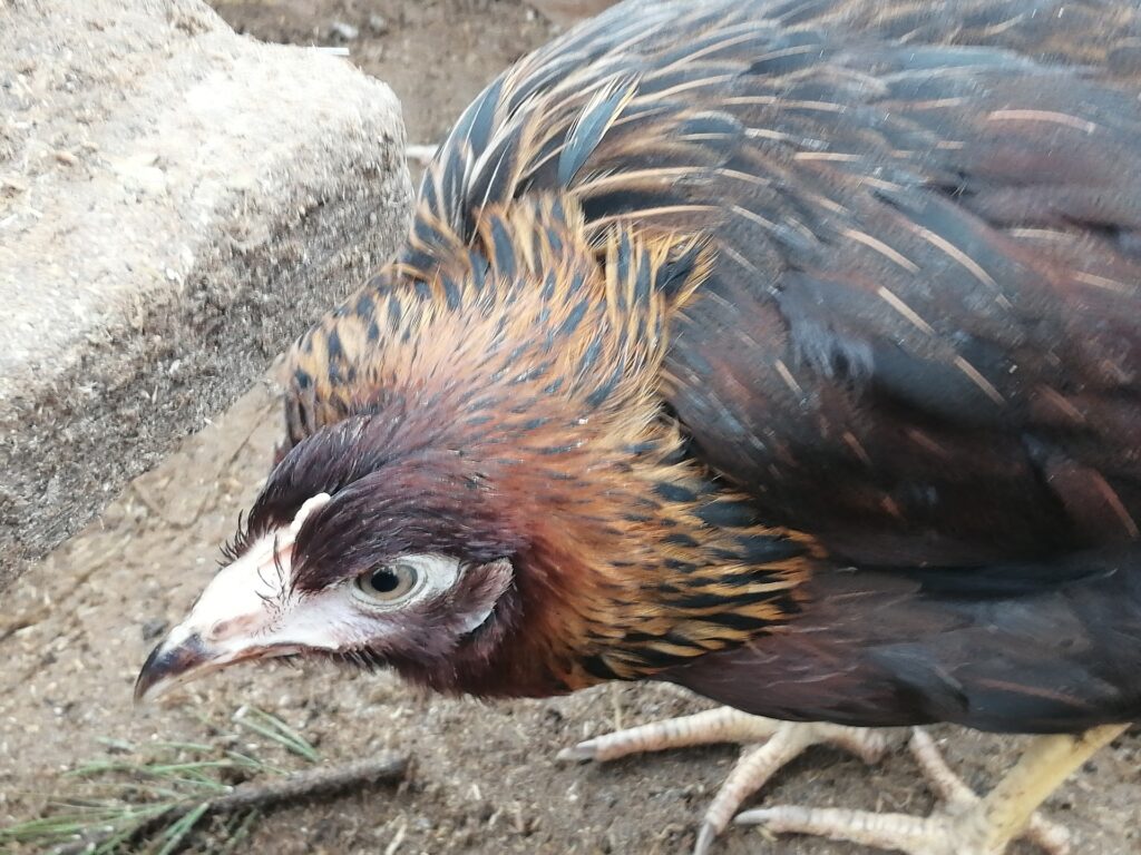 Salmonella Symptoms in Chickens Understanding, Prevention