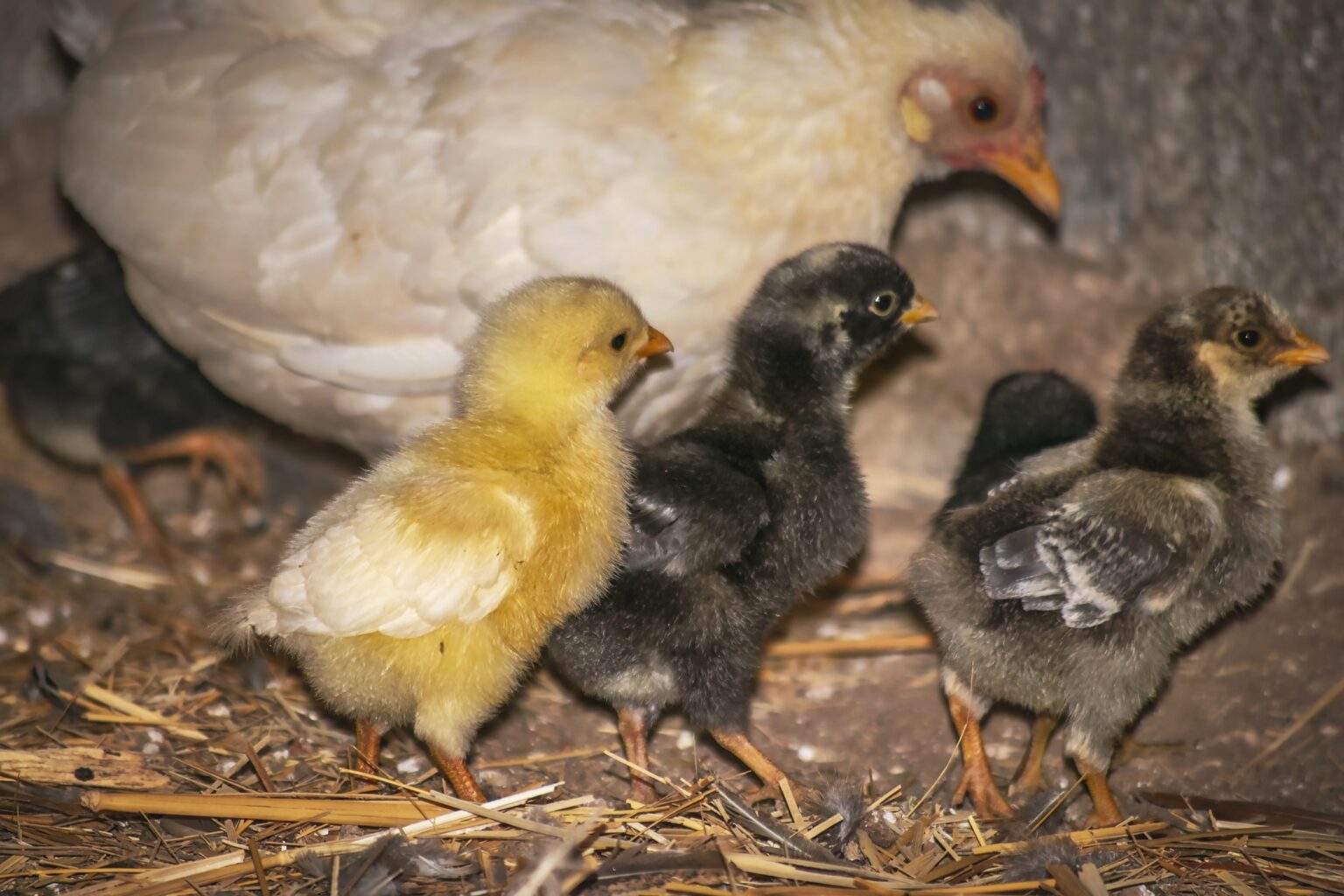 the-best-nesting-box-size-for-chickens-ensuring-comfort