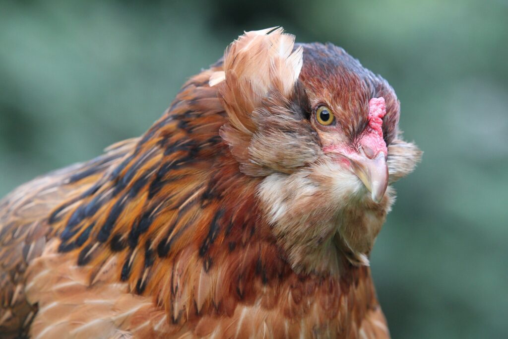 ameraucana hen