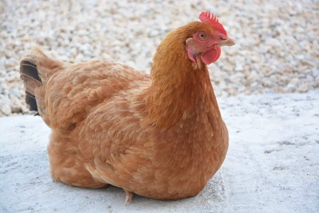 What to feed laying chickens?