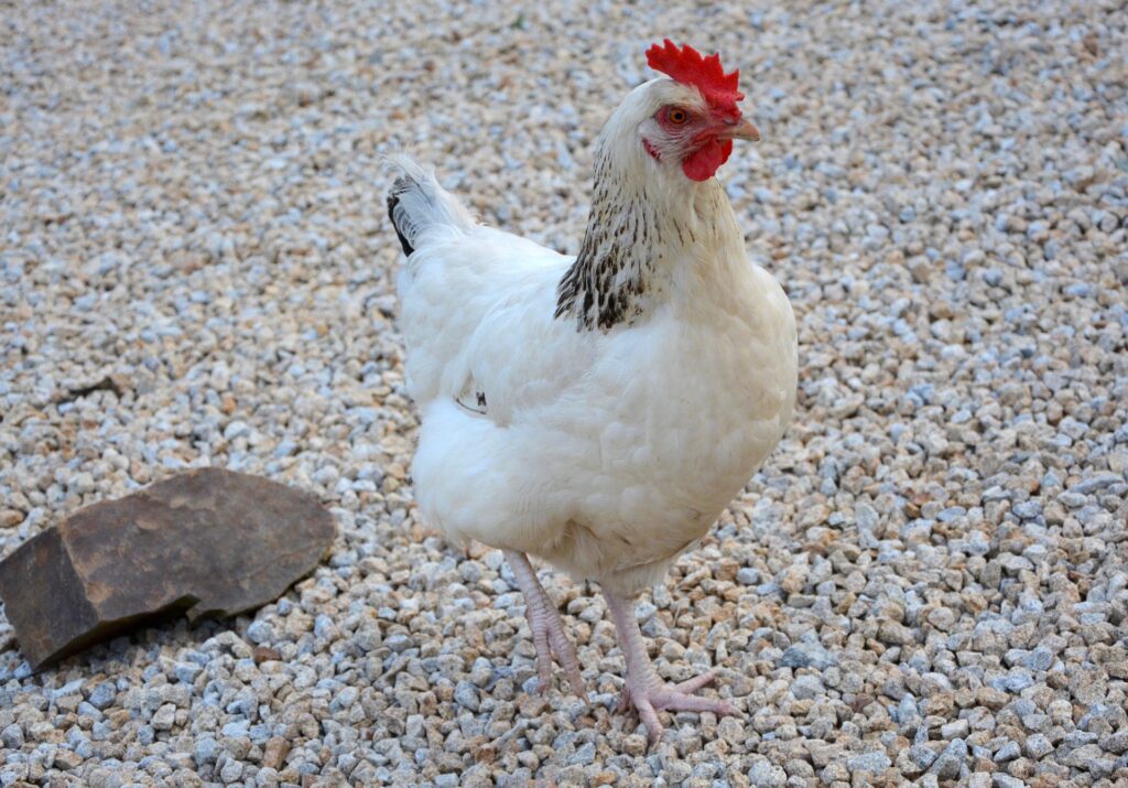 columbian rock chicks