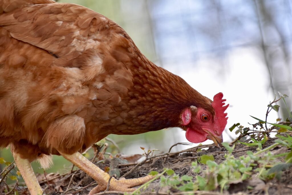 What to feed chickens to lay eggs?