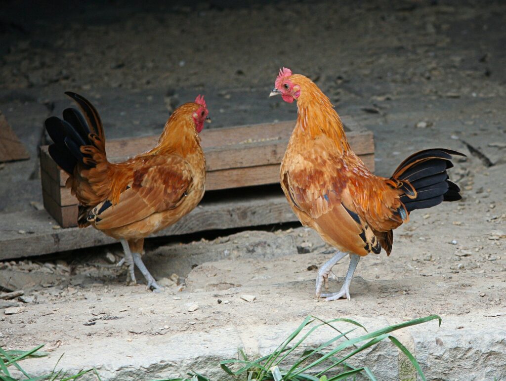 how to feed chickens