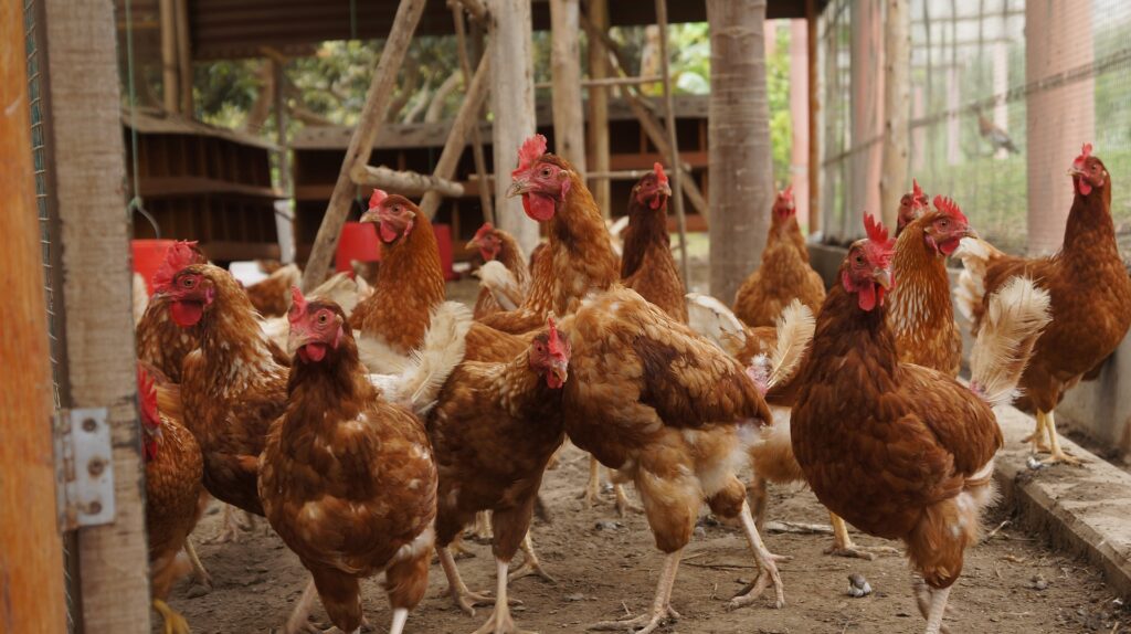 chicken coop ventilation fans