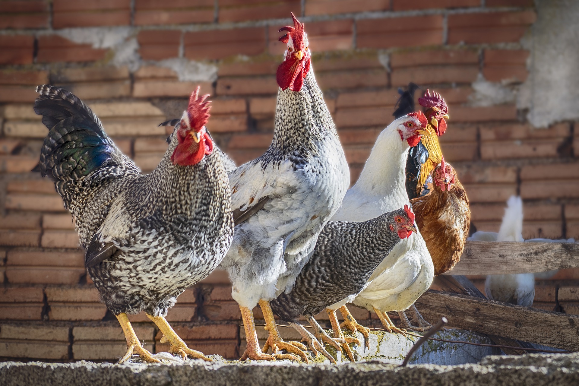 Do Chickens Fart A Comprehensive Guide The Poultry Feed