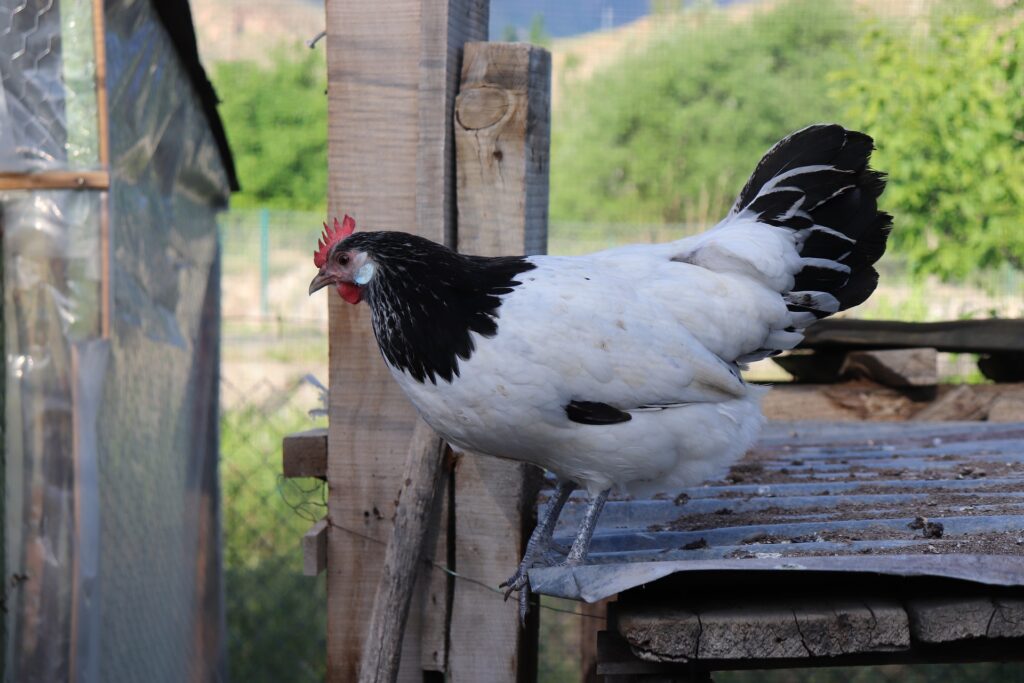 Lakenvelder Chickens