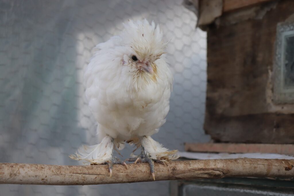 chicken roosting bars