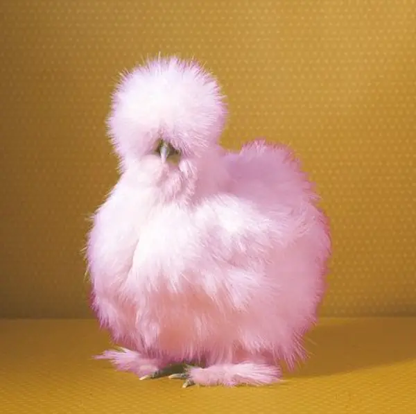 pink silkie chicken